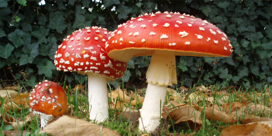 Cogumelos na Serra do Gerês